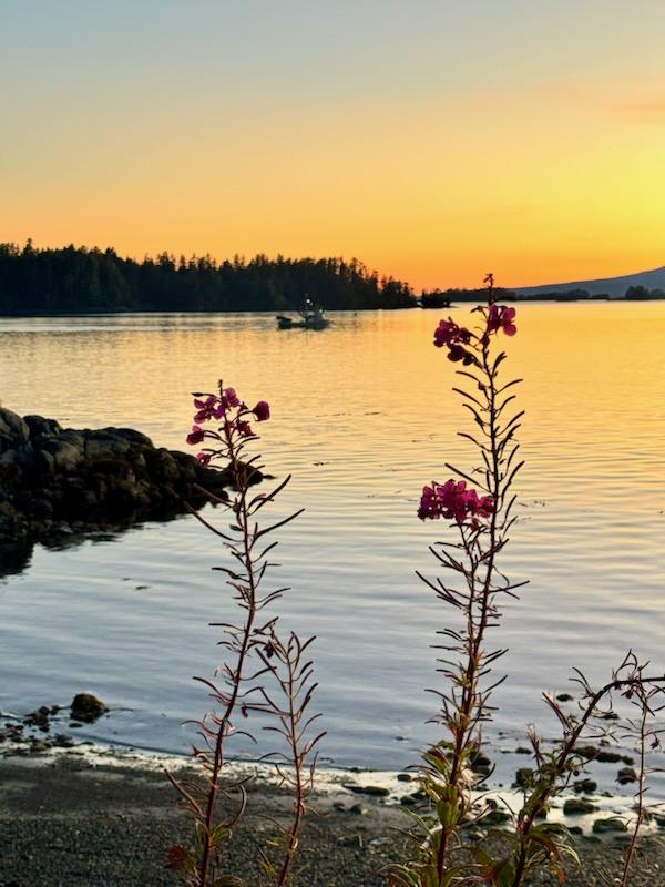 Pink wildflowers against a golden Sitka sunset