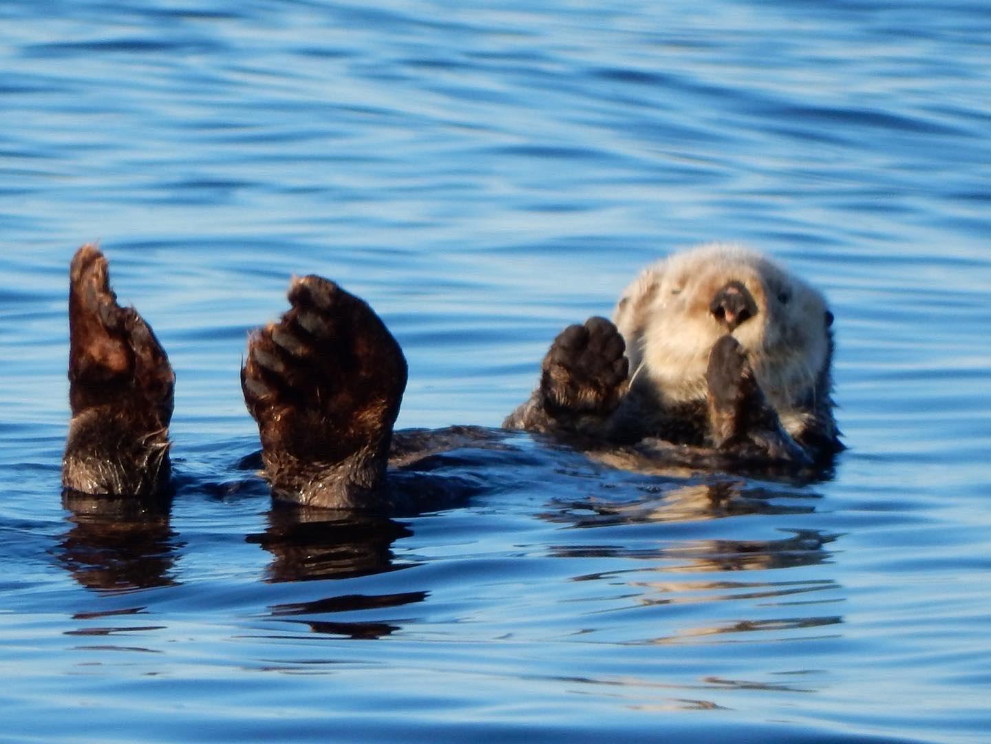 A sea otter floating on its back in the blue water near Sitka