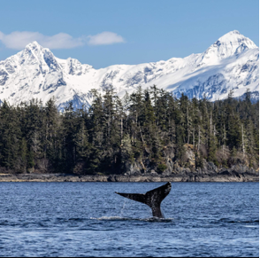 A whale tail rising from blue water beneath snowy mountains