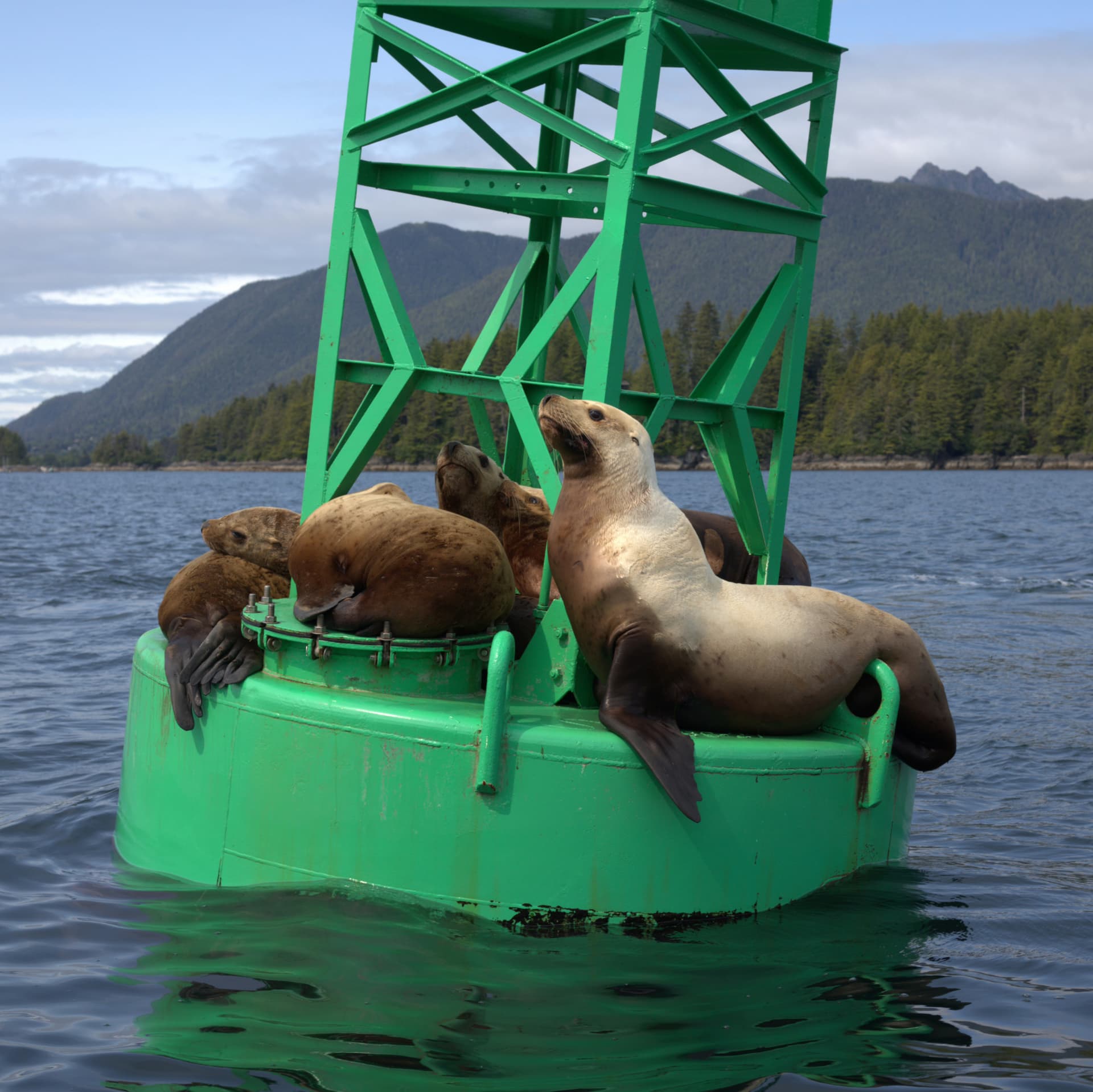 Sea lions resting on a bright green navigation buoy in Sitka Sound
