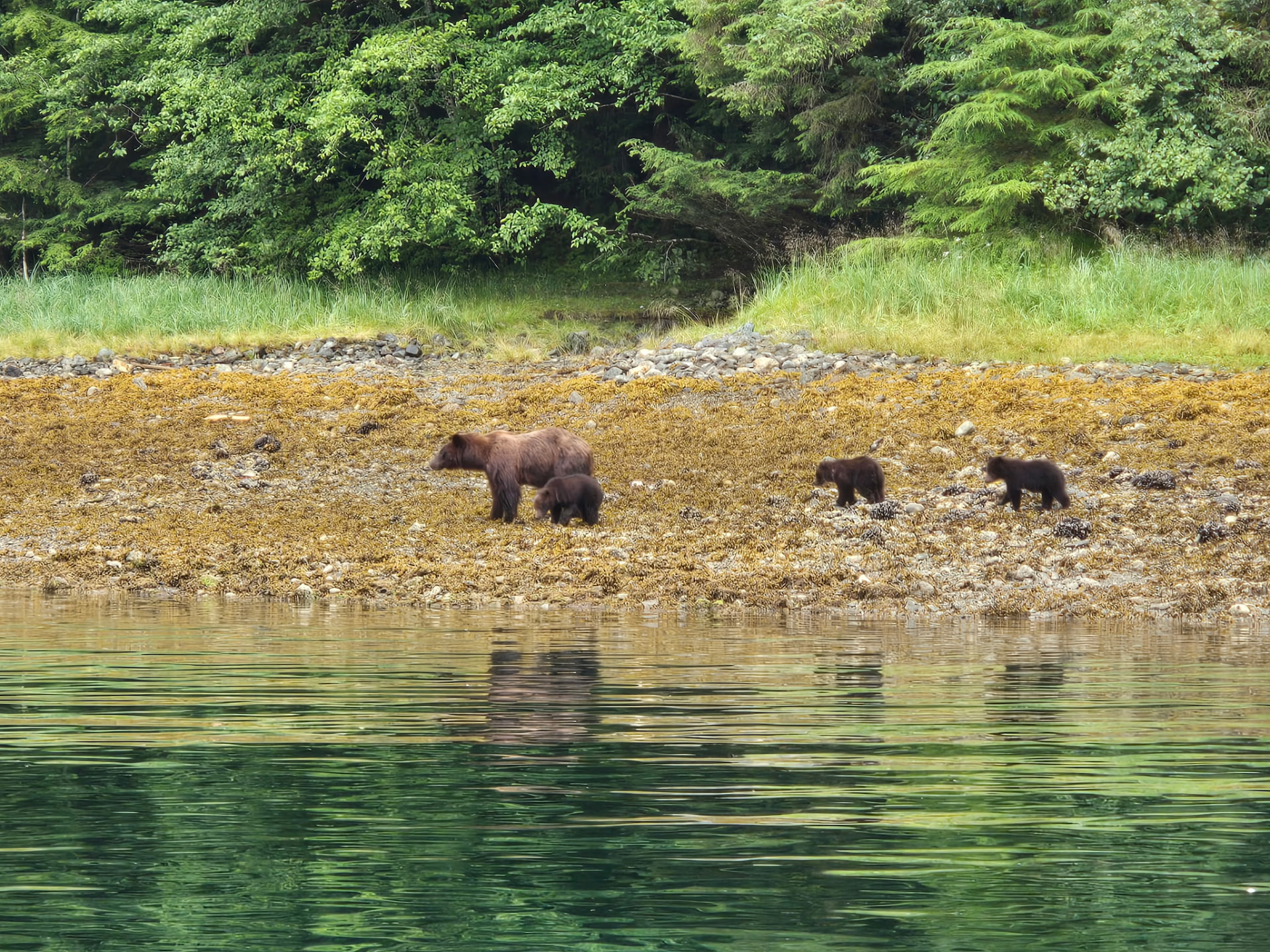 A bear and cub on a rocky Alaskan shoreline