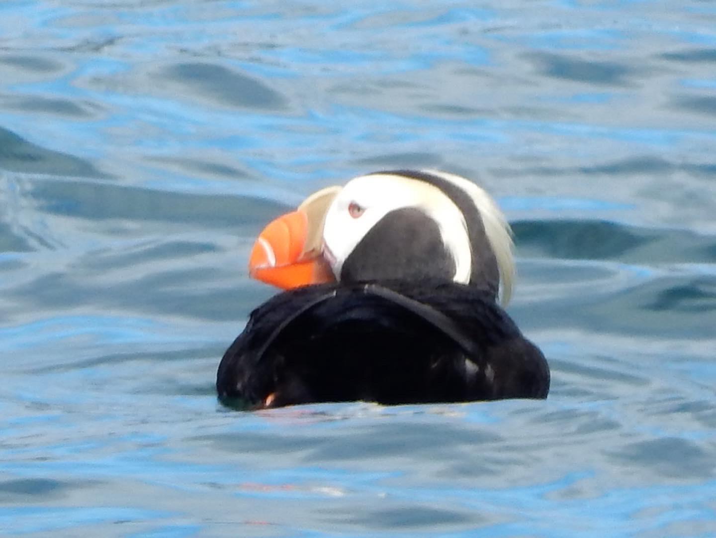 A tufted puffin resting on the water near Sitka