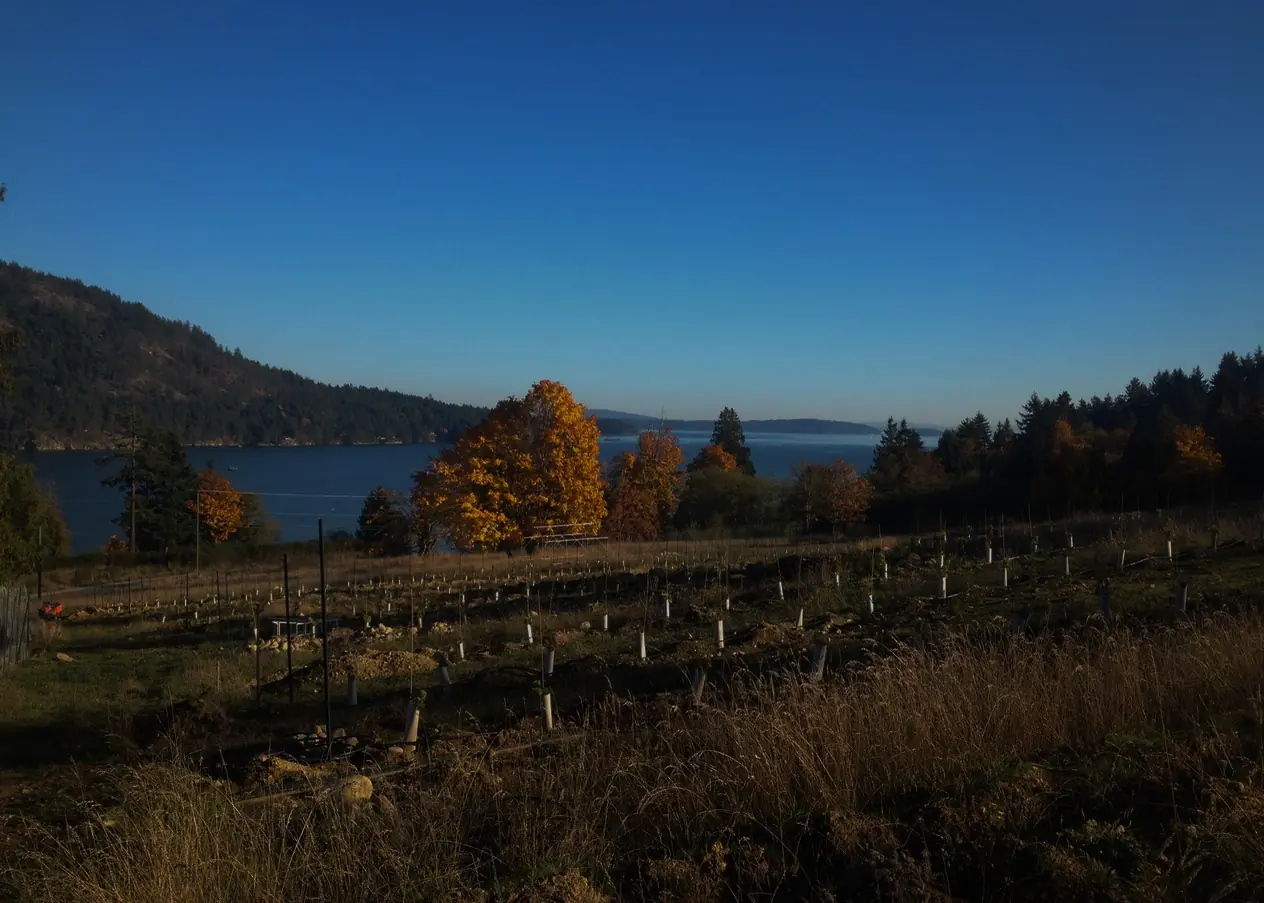 Golden Age Meadery's island landscape overlooking the water
